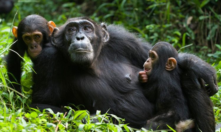 C:\Users\HP\Desktop\IMAGES\7-Days-Rwanda-Primates-Tour-750x450.jpg