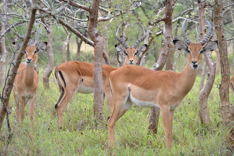 C:\Users\HP\Desktop\IMAGES\Akagera-safaris-rwanda.jpg