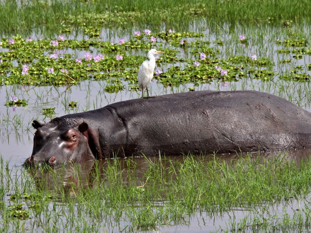 C:\Users\HP\Desktop\IMAGES\hippo-akagera-rwanda-1024x768.jpg