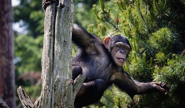 Chimpanzee in Nyungwe National Park