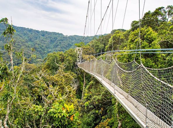 Canopy walk in Nyungwe National Park