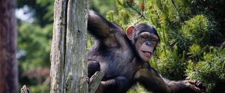 Chimpanzee in Nyungwe National Park