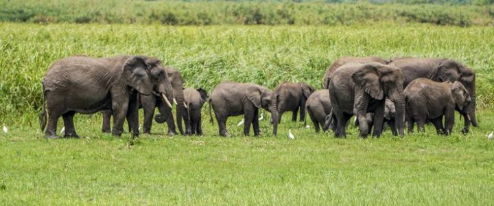A herd of elephants grazing in Akagera National Park