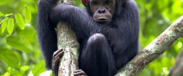 Chimpanzee in Nyungwe Natonal Park