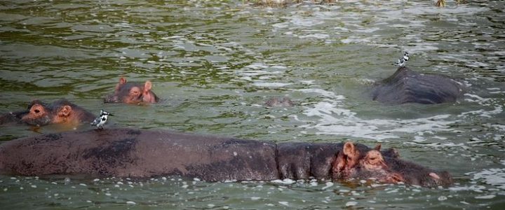 boat cruise in akagera national park
