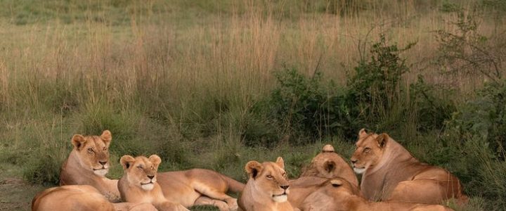 A pride of lions in Akagera National Park