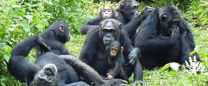 Chimpanzee trekking in Nyungwe National Park