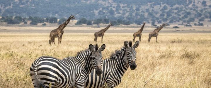 Zebras and giraffes standing in bare space in akagera national park