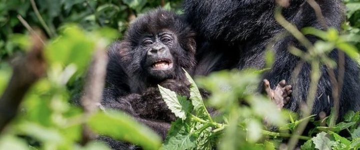 Gorillas in Volcanoes National Park