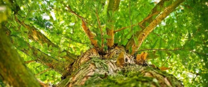 Forest in Gishawati Mukurs National Park