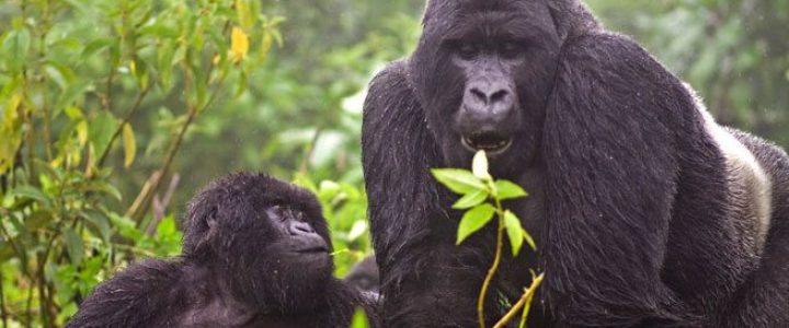 Two gorillas in volcanoes national park