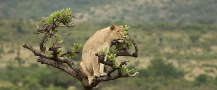 Visit-Rwanda-Akagera-Lion-in-Tree-1-e1533313181412-700x461