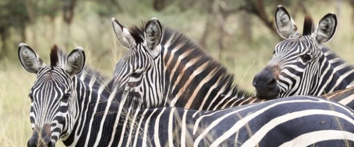Visit-Rwanda-Akagera-Three-Zebra-700x467 2