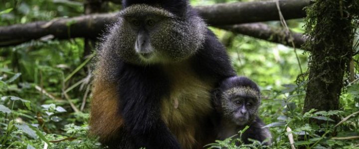 Visit-Rwanda-Bisate-11-700x467