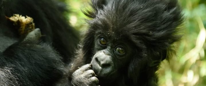 Visit-Rwanda-Kwita-Izina-Baby-Gorilla-2-700x467