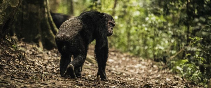 Visit-Rwanda-NH_OO_Activities_Chimpanzee_Trek_6853_MASTER-1920x1280