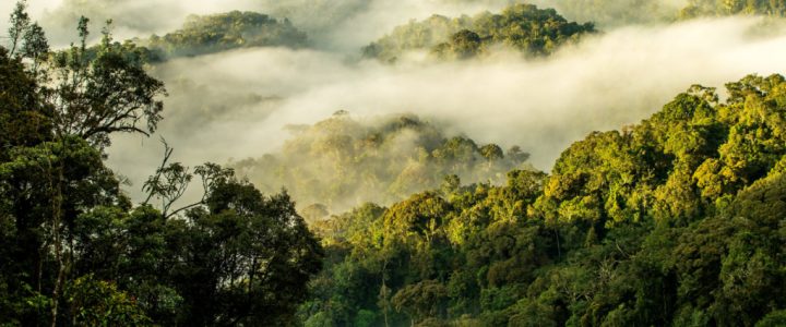 nyungwe_house_landsc-1