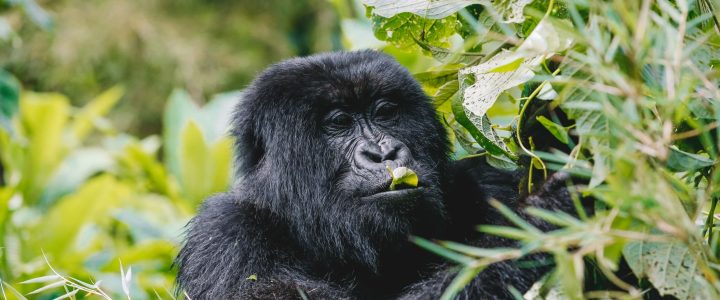 psg-players-trekking_52049238171_o