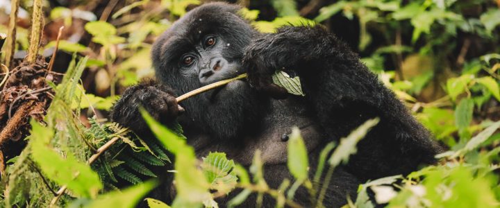 psg-players-trekking_52049734775_o