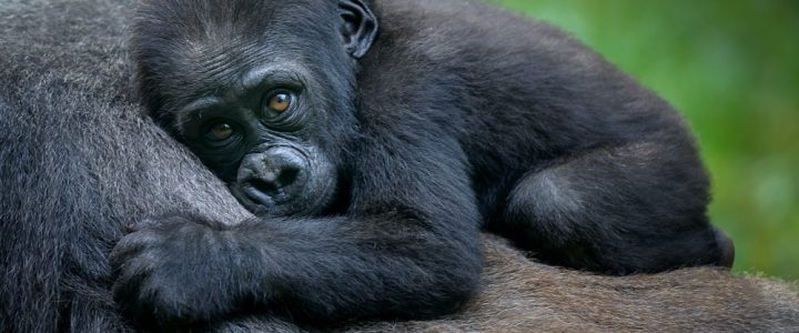 volcanoes-national-park-1